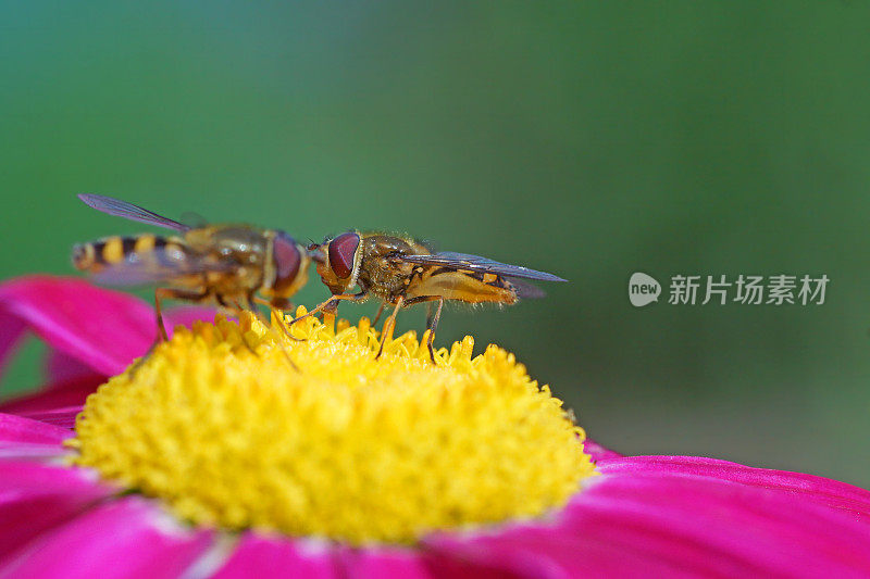 两个食蚜蝇