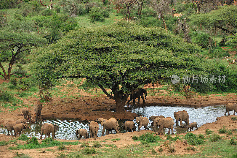 象群在水坑旁