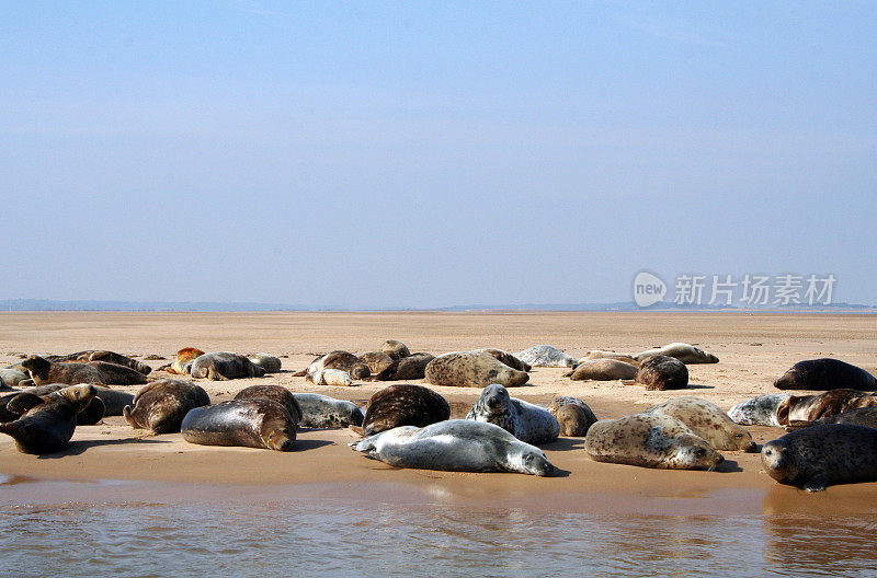 英格兰:海豹在布莱克尼角