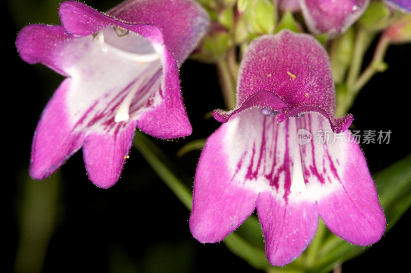 紫色Penstemon(须舌)花宏