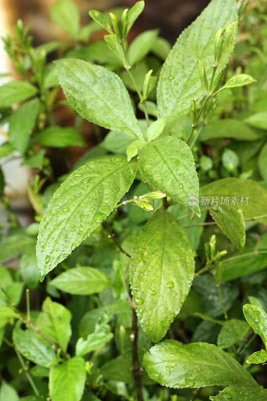 普通松果-刺科-花椒