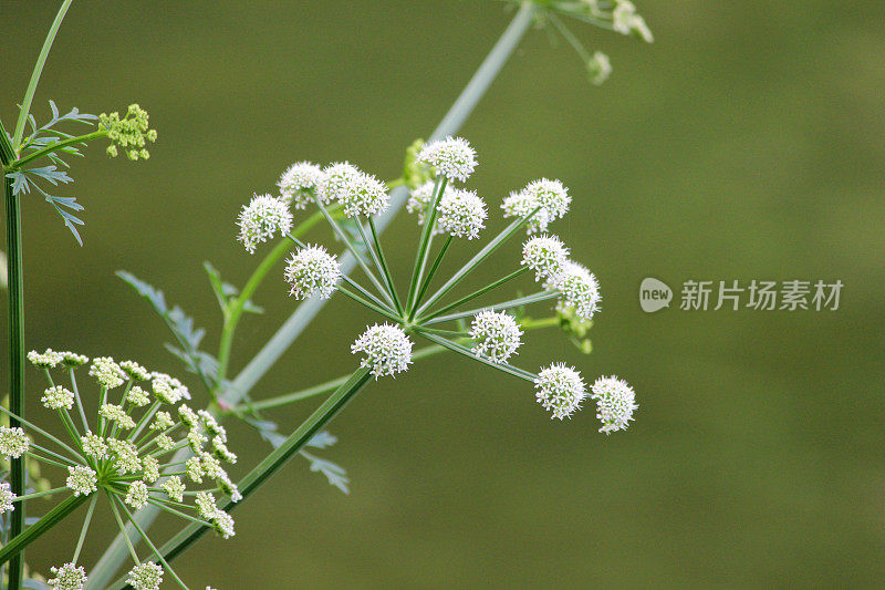 牛欧芹属植物的白花