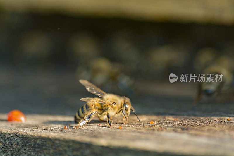 蜜蜂停留在蜂箱前