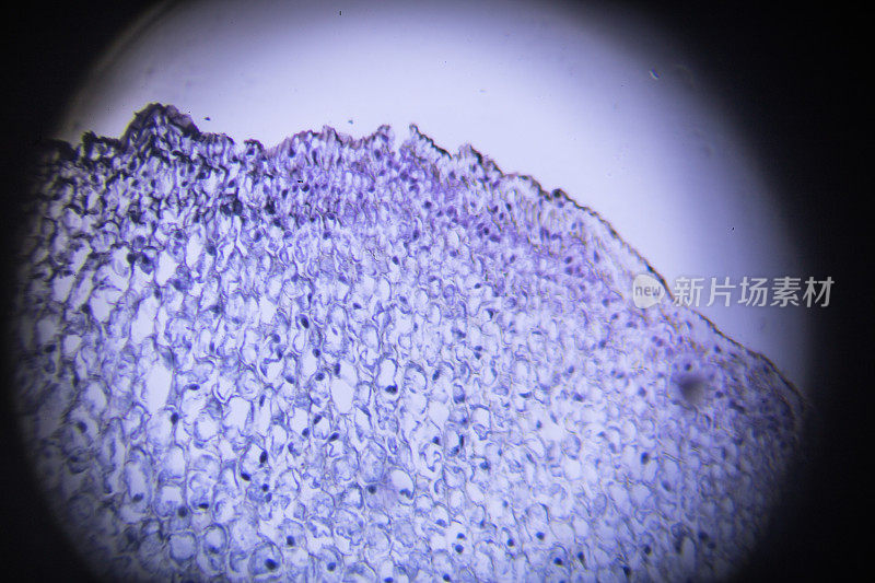 显微镜下的蚕豆根