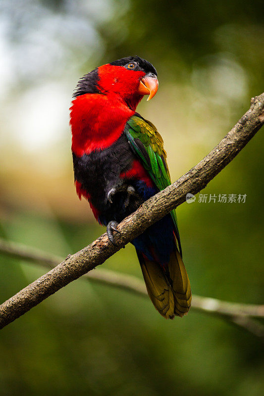印度尼西亚茂物的红鹦鹉