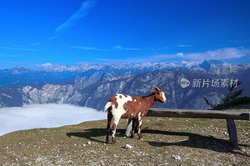 山里的山羊