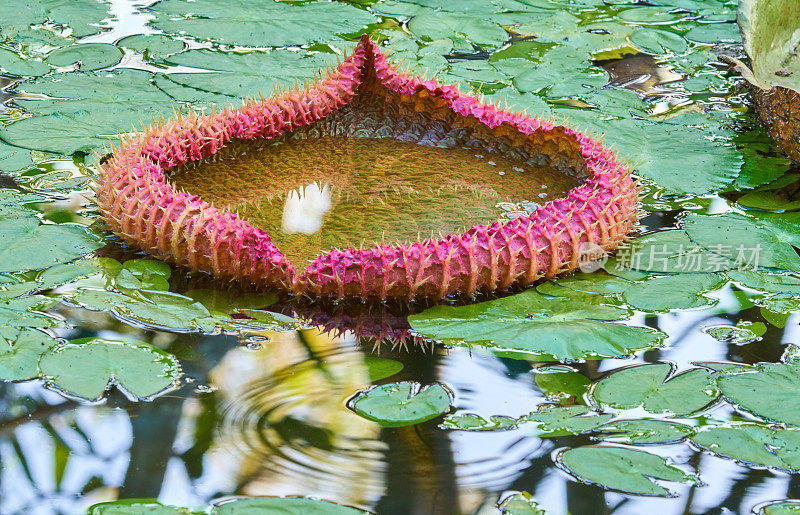 维多利亚amazonica