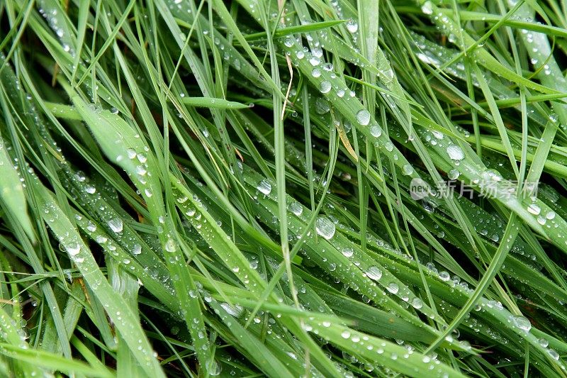 雨点落在草地上