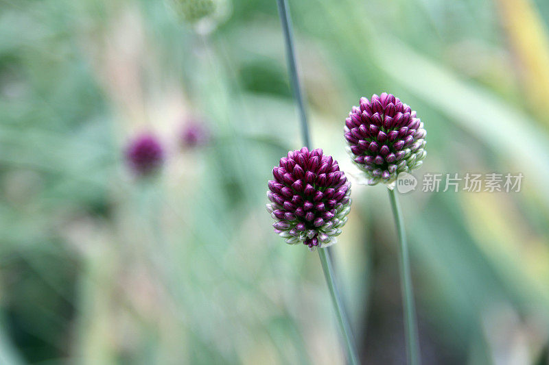 葱属植物