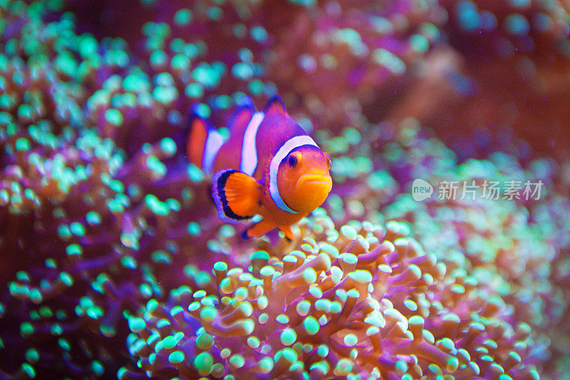 小丑鱼在珊瑚礁中游泳，水下和特写