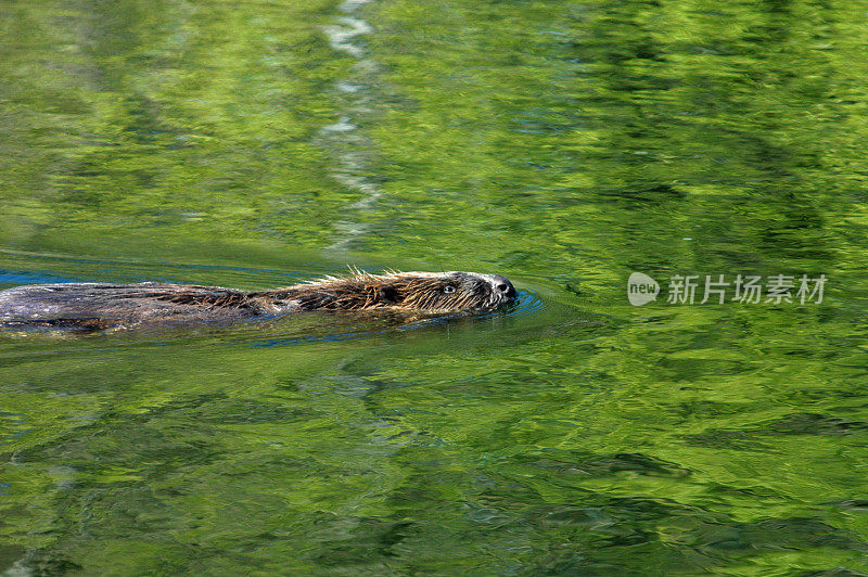 海狸