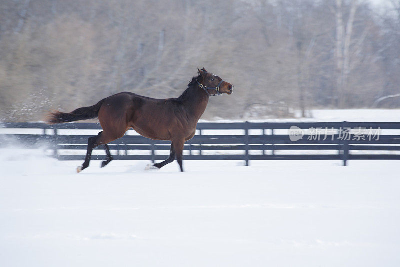 马在雪中奔跑。