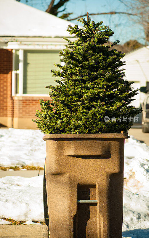回收的圣诞树