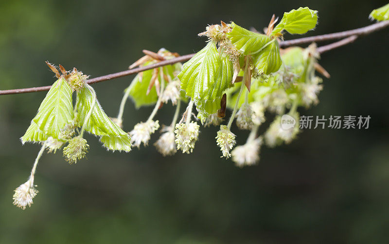 开花山毛榉(山毛榉)