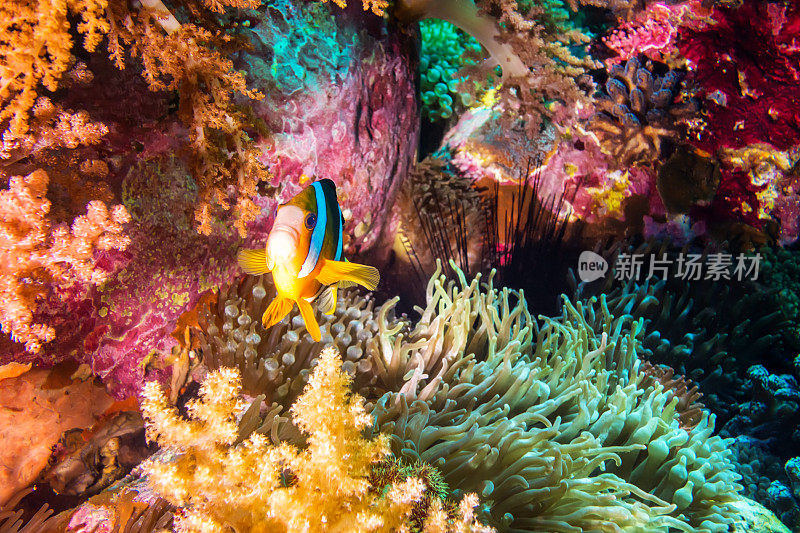 水下小丑鱼谷(amphiprioninae)