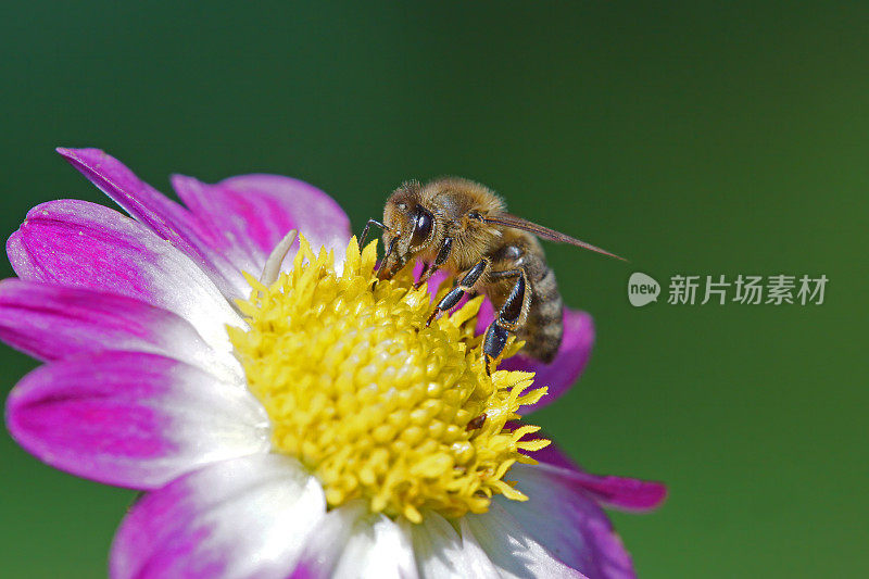 蜜蜂在紫色大丽花上