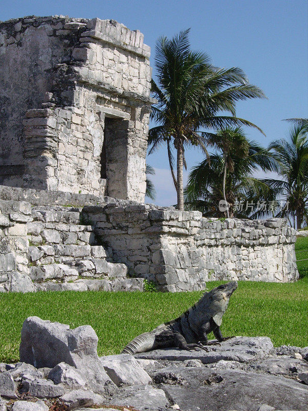 鬣蜥在埃尔卡斯蒂略，图卢姆，金塔纳罗，墨西哥