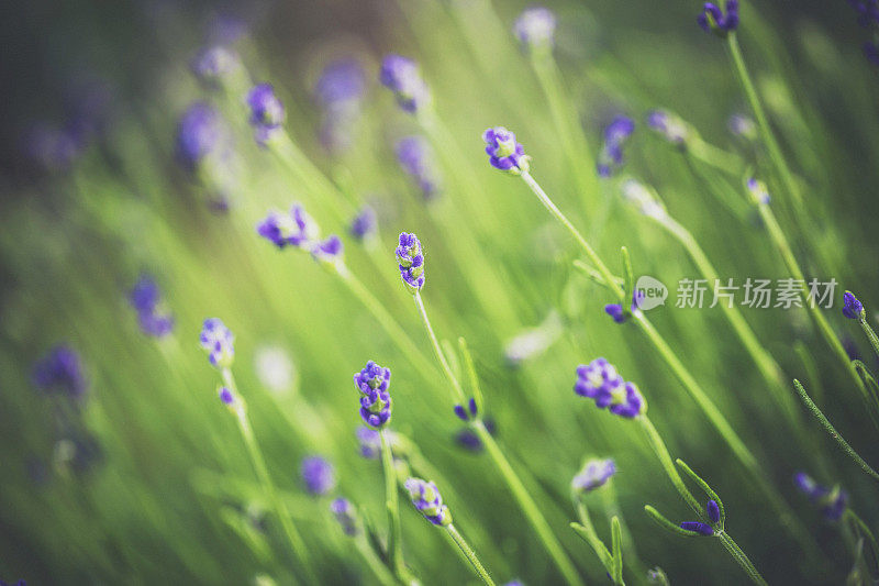 动态的花:薰衣草野花的田野。美国有限公司