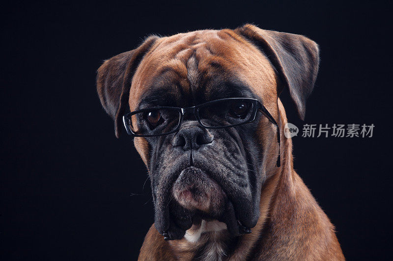 戴眼镜直视摄像机的拳击犬。