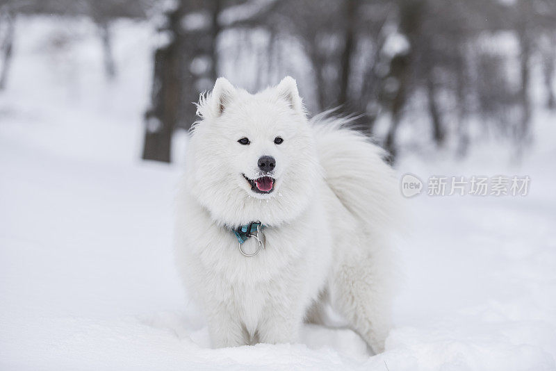 萨莫耶德人在雪