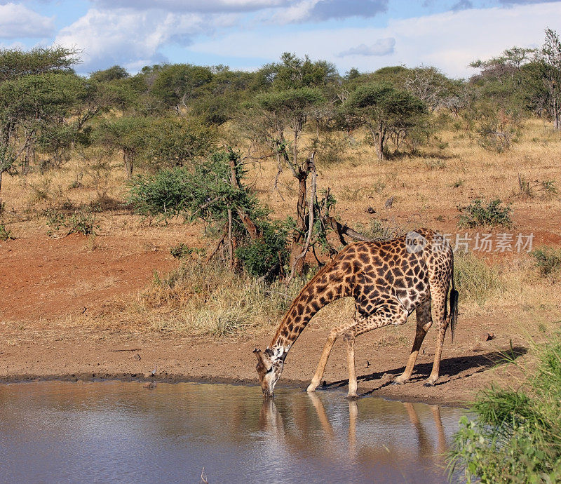 单只长颈鹿饮水，方形收获。
