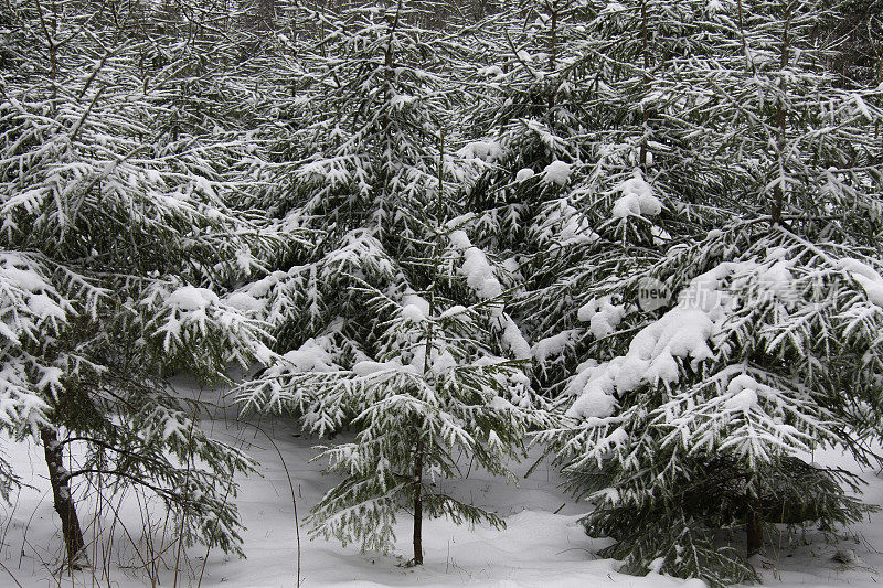 雪磨的云杉