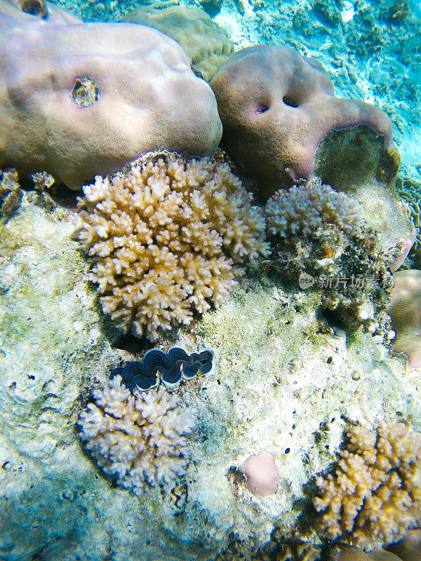 珊瑚花园