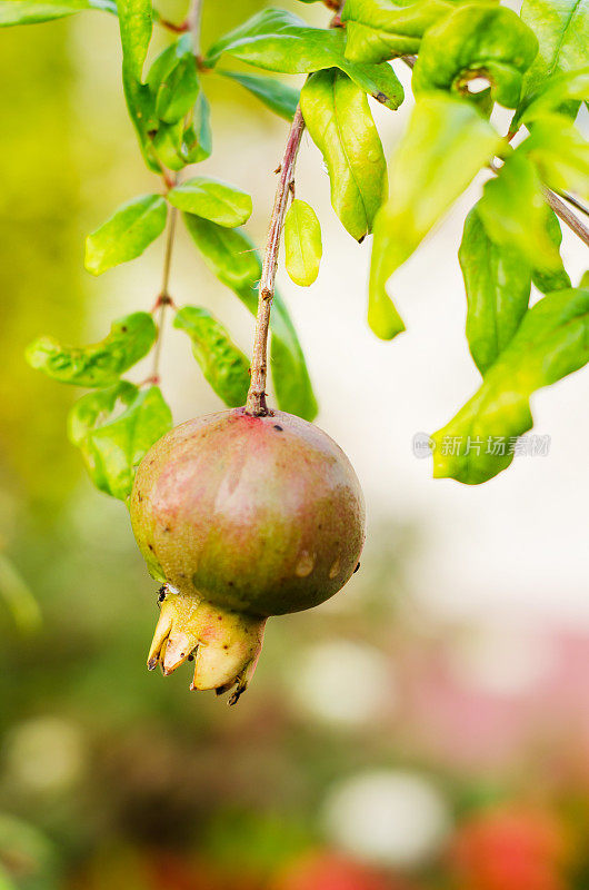 pomegrante上树