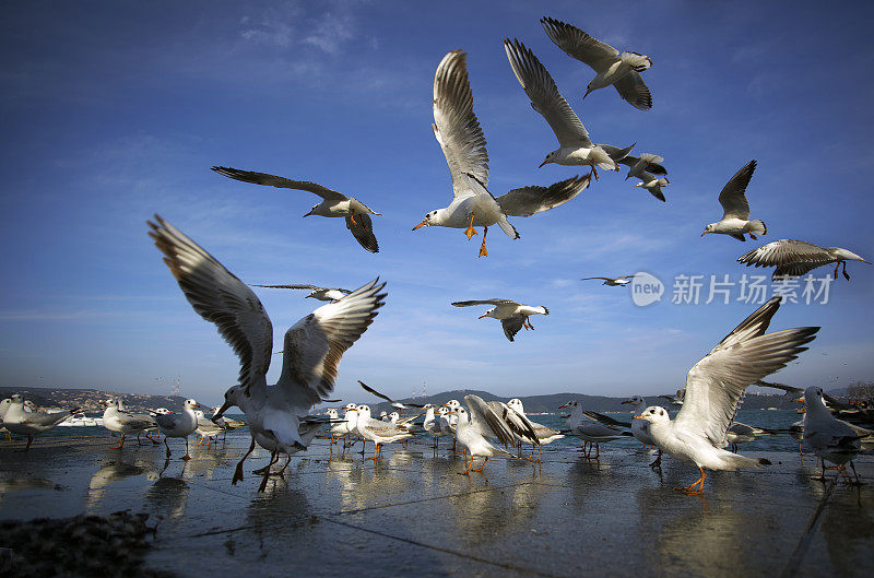 海鸥在空中