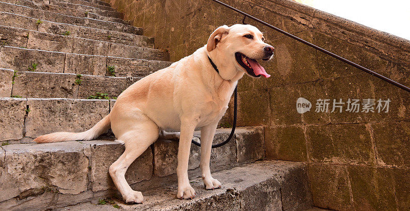 圣吉米尼亚诺的拉布拉多寻回犬