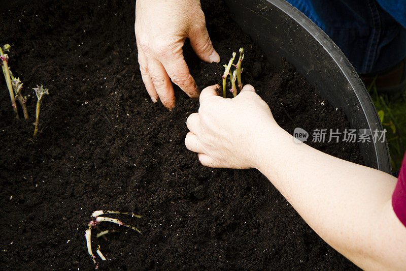 一名妇女在容器花园中种植土豆