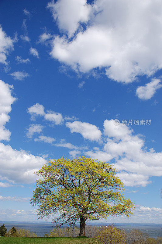 蓝天、白云和一棵树