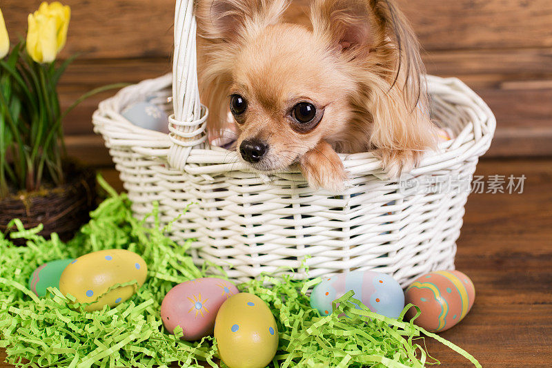 狗在复活节篮子里，蛋。木制的桌子。郁金香、草。