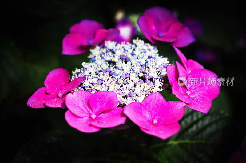 阳光下的萌芽粉红绣球花，黑色的背景