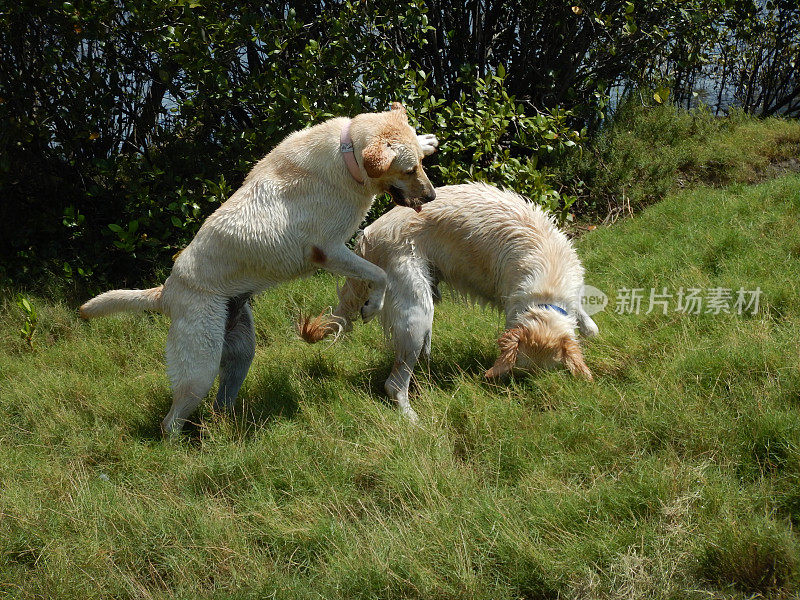 两只金毛猎犬在玩耍