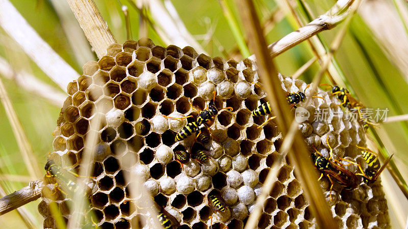 黄蜂在草丛中筑巢
