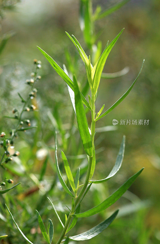 龙蒿属植物