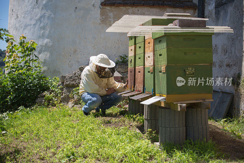 养蜂人检查蜂窝