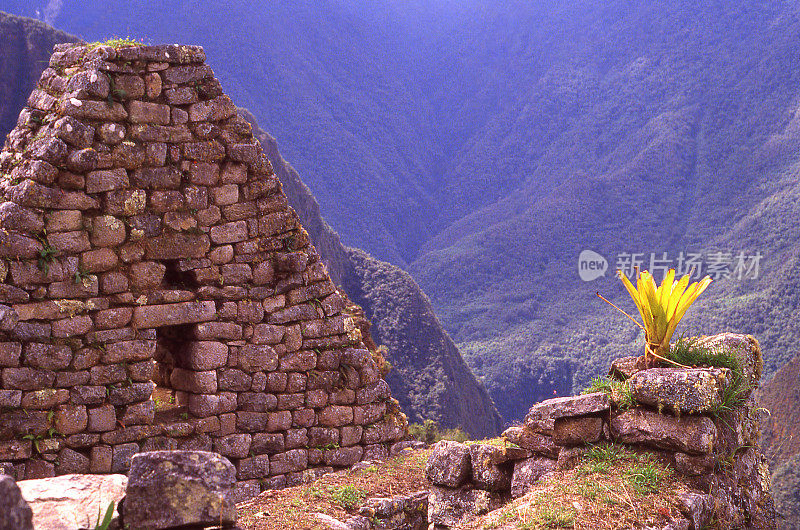 南美洲秘鲁马丘比丘遗址石墙上的凤梨属植物