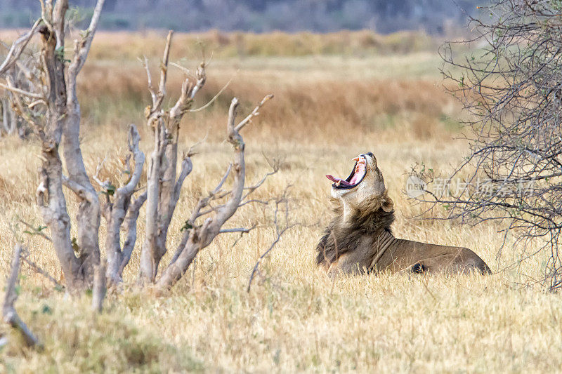 打哈欠的狮子，莫雷米国家公园，博茨瓦纳