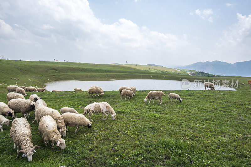 中国贵州，一群在湖附近吃草的绵羊