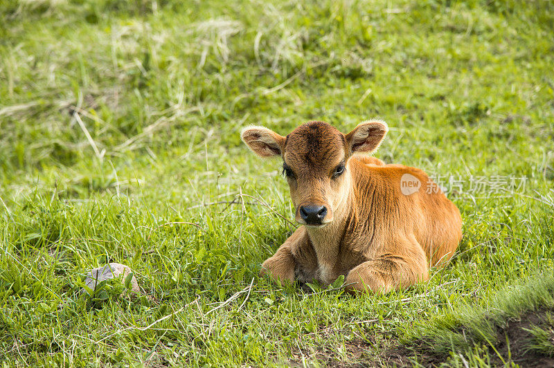 一头小牛躺在草地上