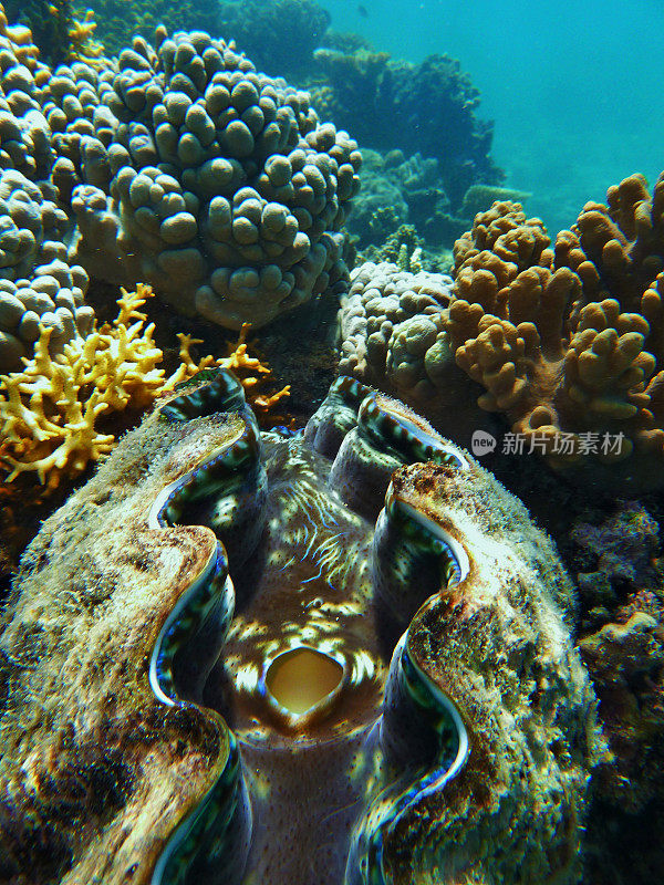 大堡礁的巨型海蛤
