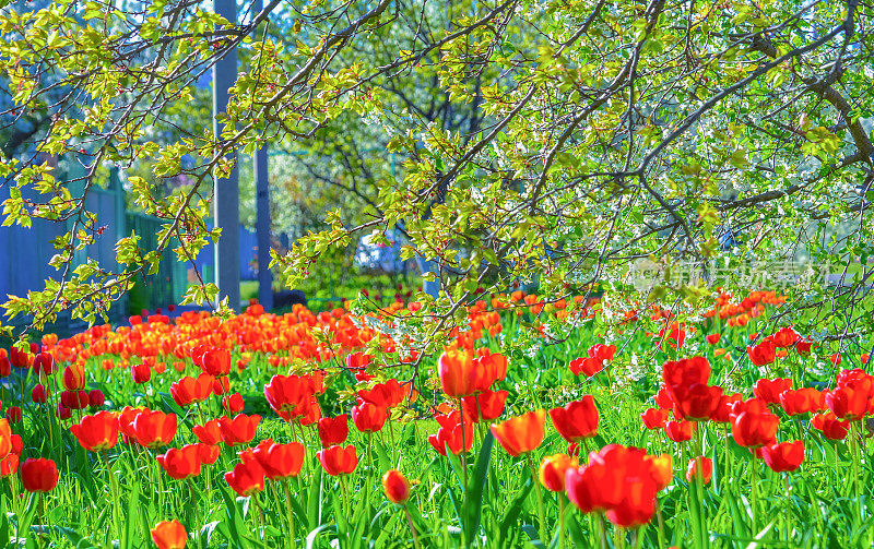 春天的自然背景与美丽的红色郁金香。柔焦点樱花或樱花。