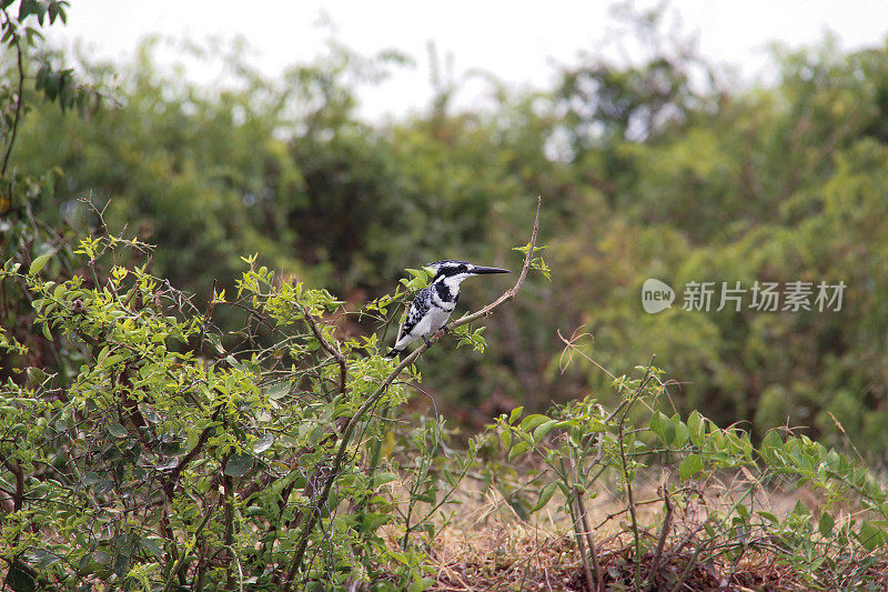 乌干达:彩衣翠鸟停在树枝上