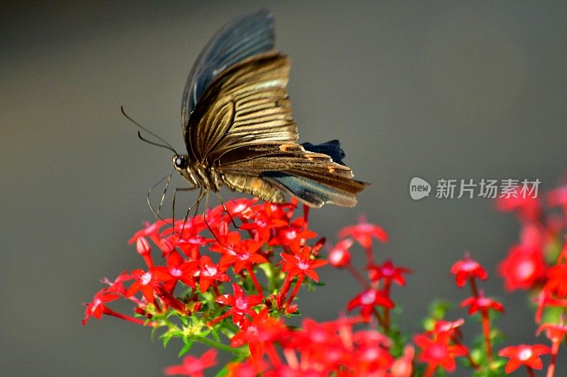 杉木花与蝴蝶