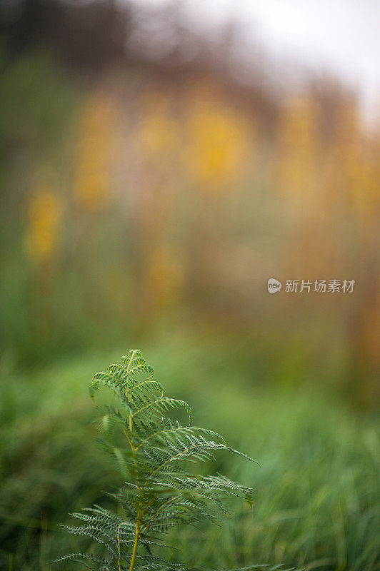 蕨类植物在自然界中