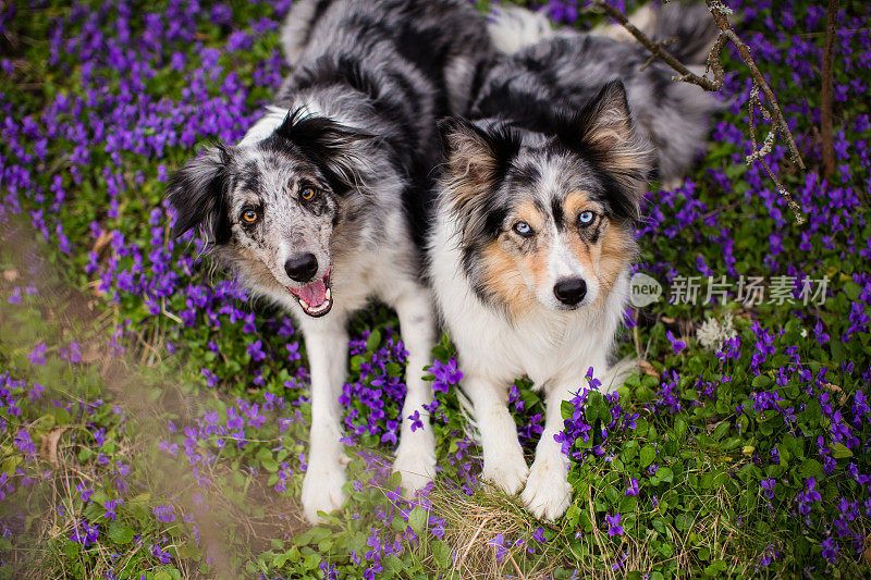 两只快乐的边境牧羊犬在紫罗兰花丛中