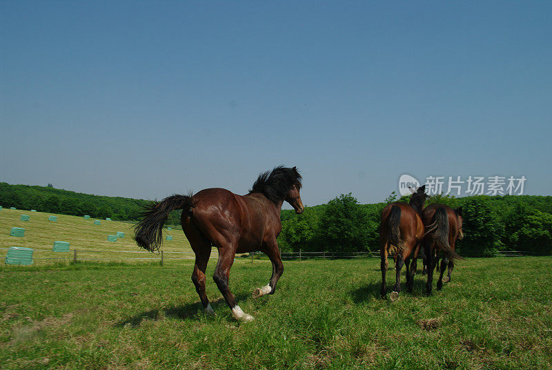 夏日草地上的马