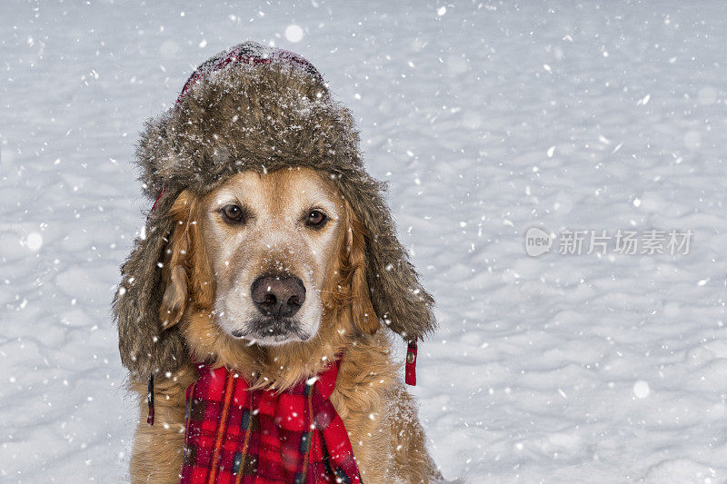 一只戴着帽子和围巾的高级金毛猎犬在雪地里